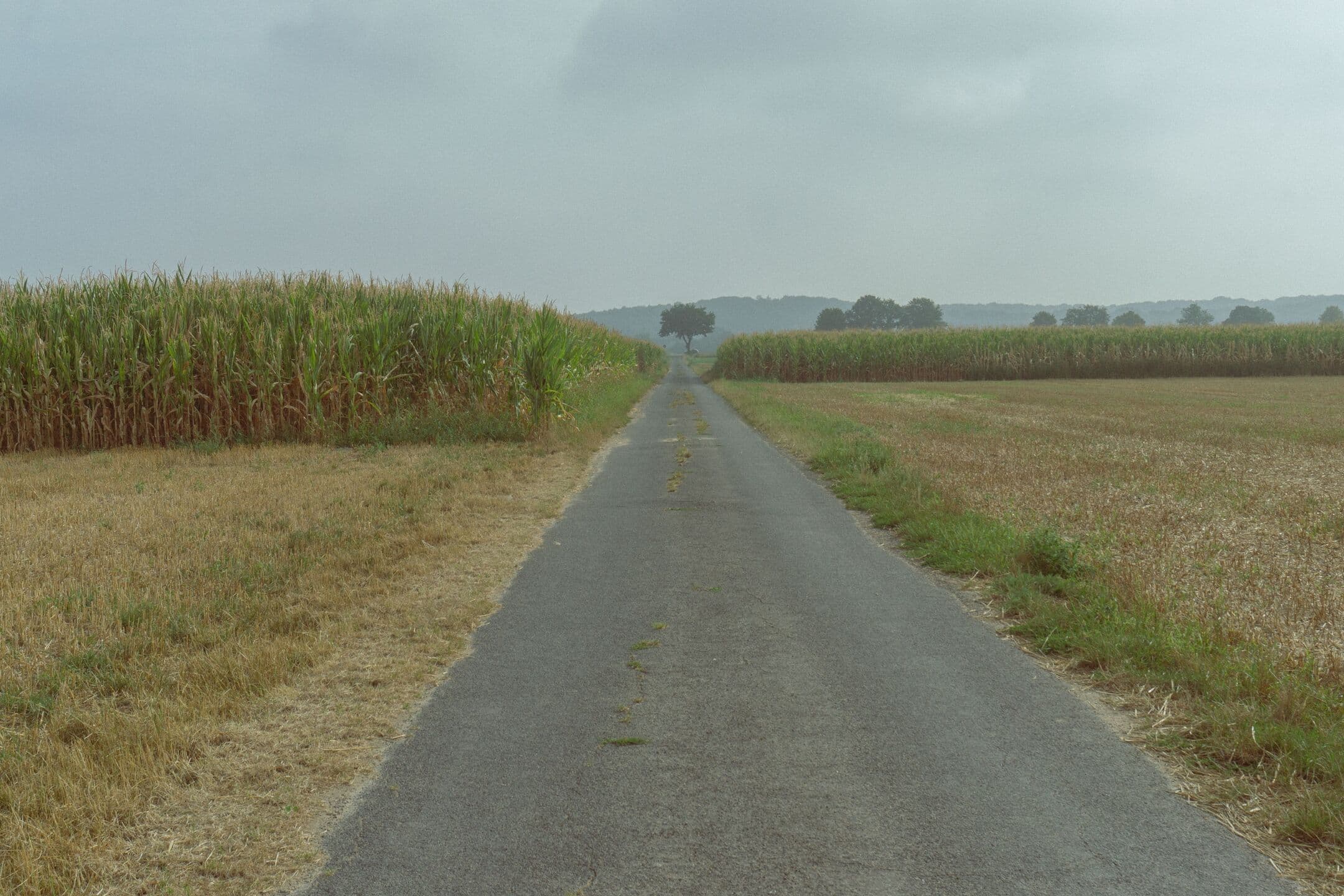 A narrow paved road running between a cornfield and a harvested field under an overcast sky