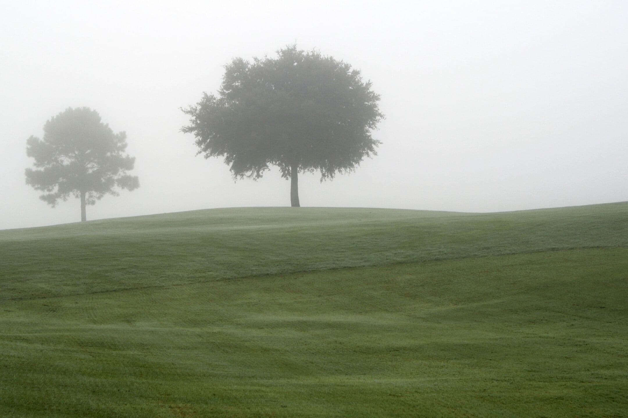 Two trees on a rolling fairway in thick morning fog