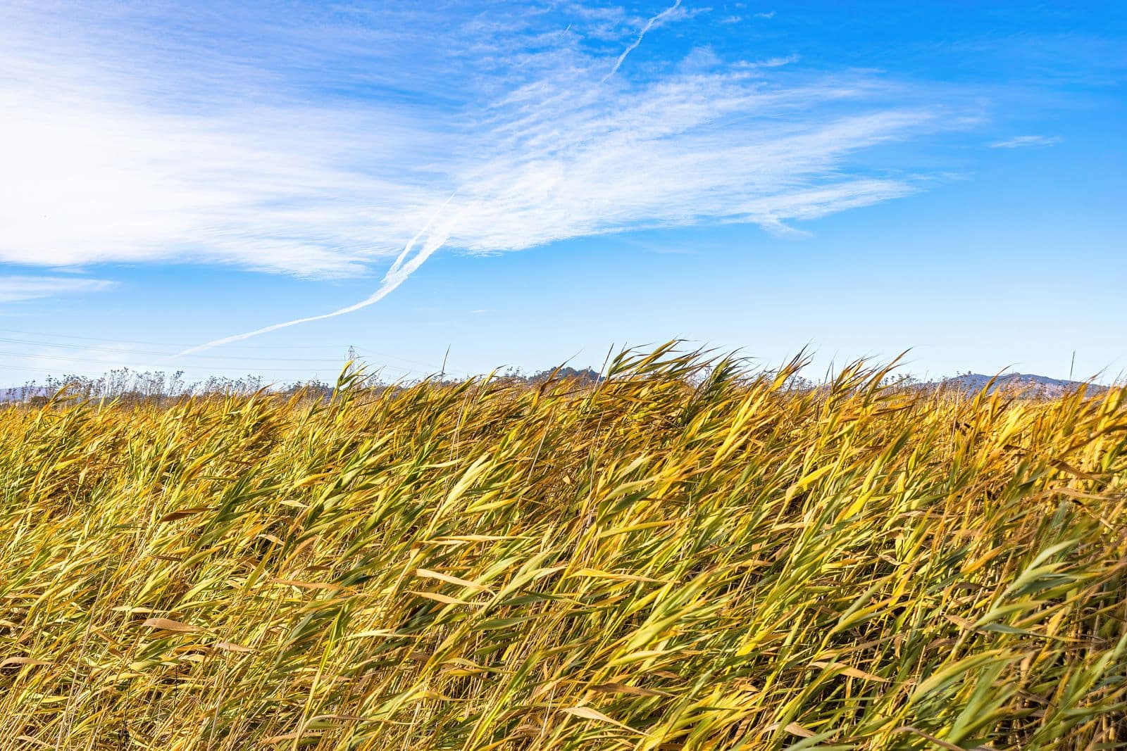 Wind bending golden prairie grass under a wide blue sky