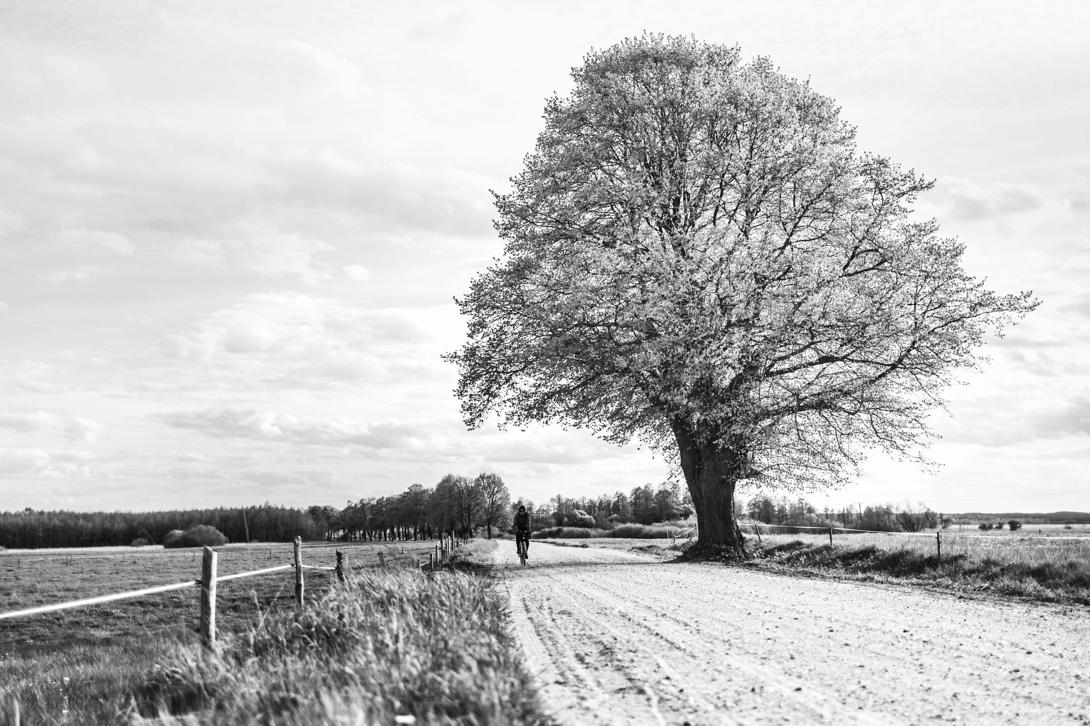 A lone cyclist far down a gravel road beside a fenced pasture and a large tree, in black and white