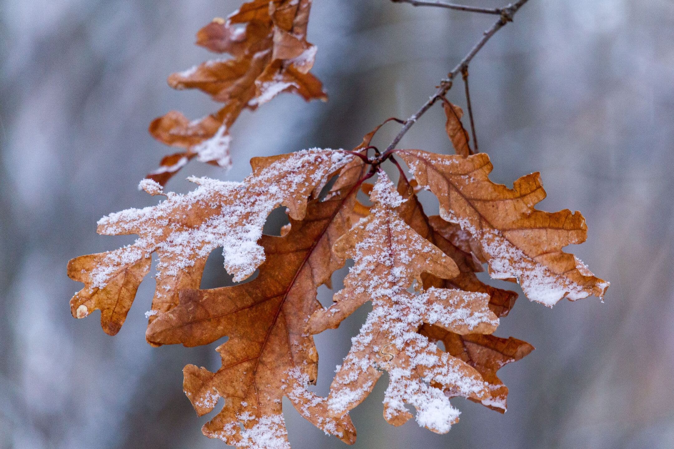 Brown oak leaves dusted with the first snow, against a soft grey background