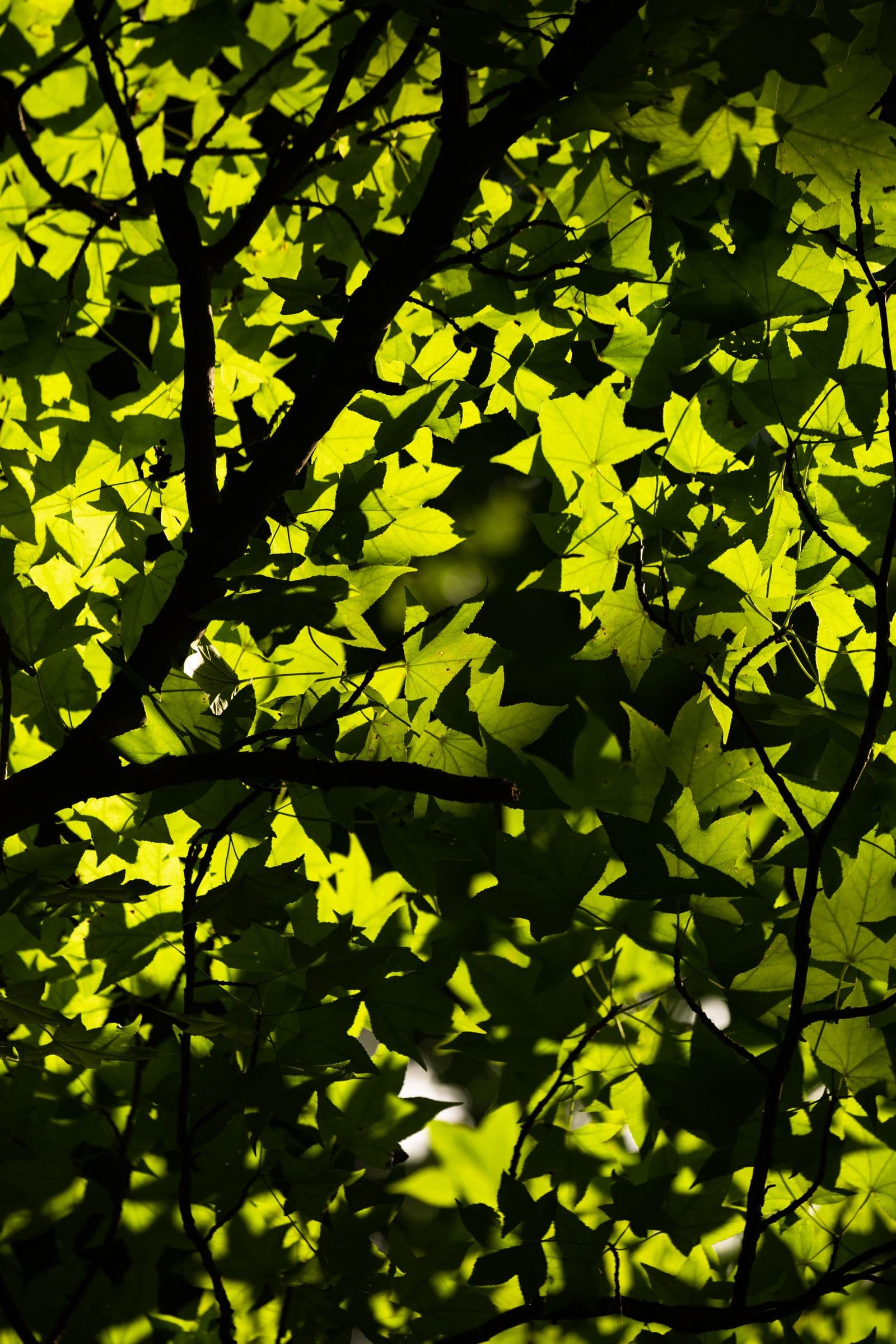 Sunlight filtering through a canopy of green leaves