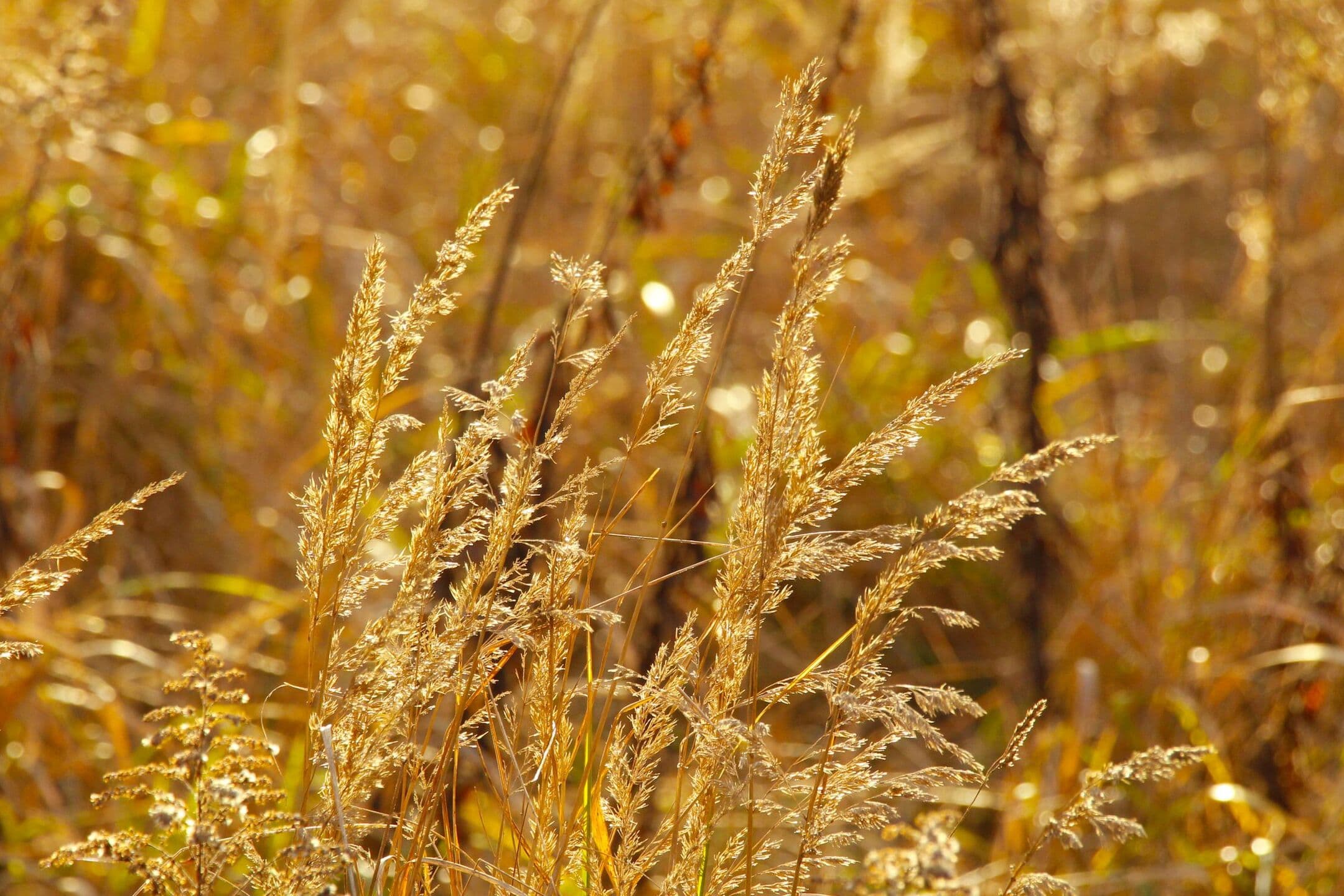 Tall golden grasses gone to seed, lit by low late-summer sun