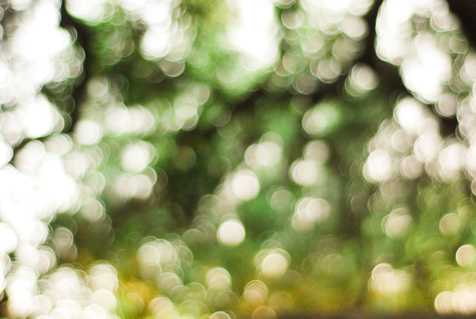 Soft morning sunlight glowing through green leaves