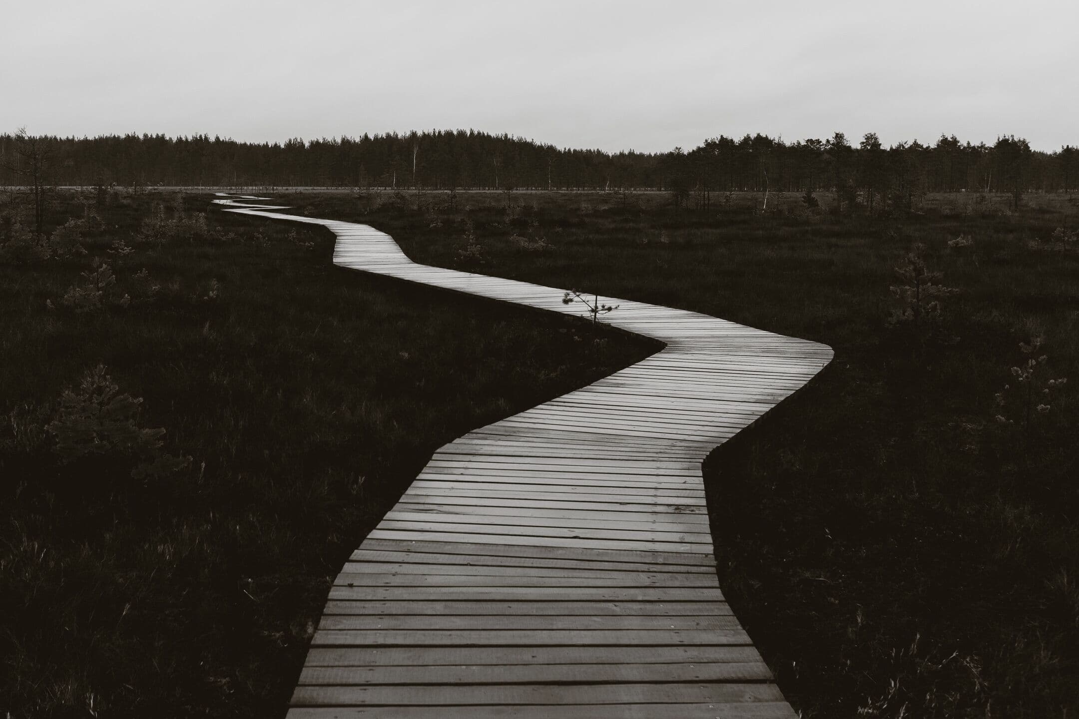 A pale wooden boardwalk winding across dark heath toward a line of pine trees under an overcast sky