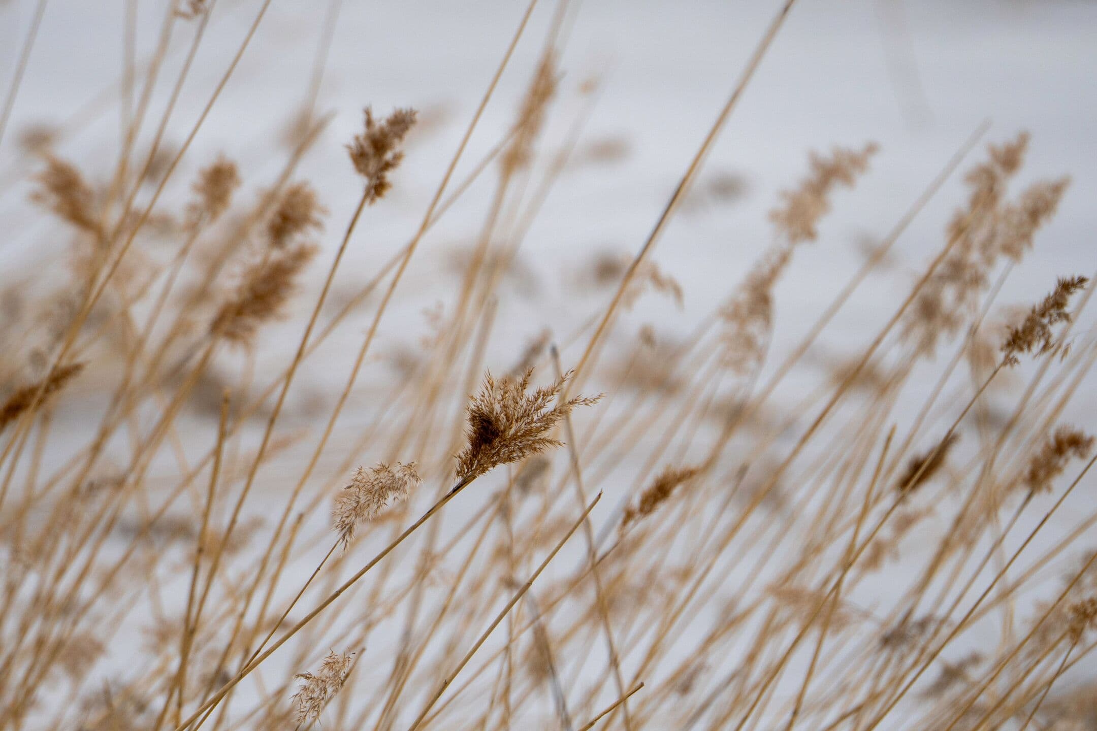 Dry golden grasses bending in the wind against a pale winter sky